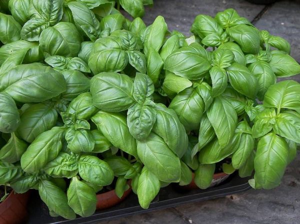 Albahaca verde