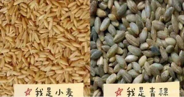來自高原的饋贈——-青稞