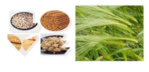 來自高原的饋贈——-青稞