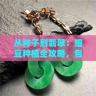 從種子到翡翠：細(xì)豆種植全攻略，包括選購、準(zhǔn)備、播種、養(yǎng)護(hù)和收獲