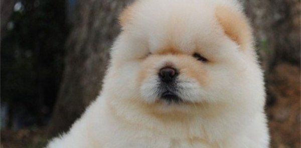 怎么看松狮健不健康