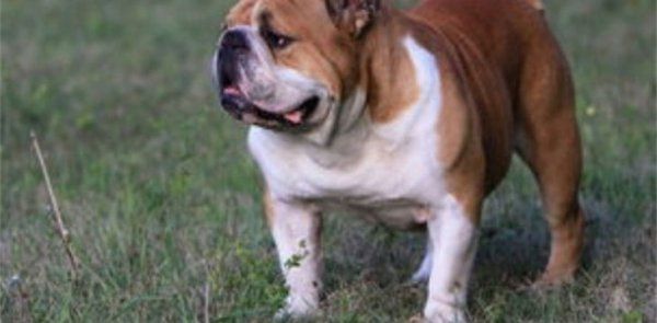 怎么看英国斗牛犬健不健康