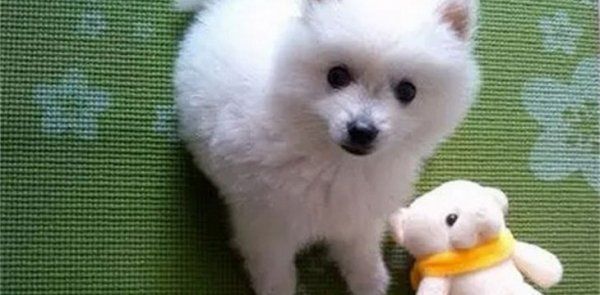 怎么看银狐犬健不健康