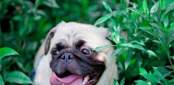 怎么看巴哥犬健不健康