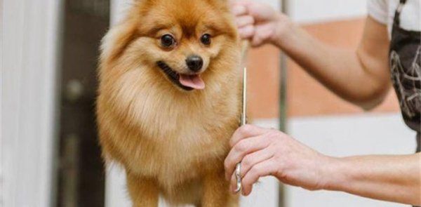 怎么看博美犬健不健康