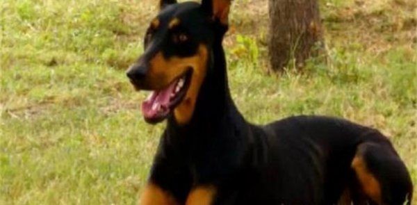 怎么看杜宾犬健不健康
