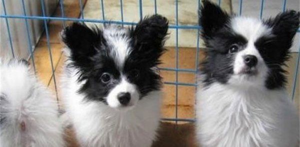 怎么看蝴蝶犬健不健康