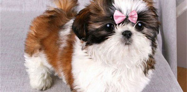 怎么看西施犬健不健康