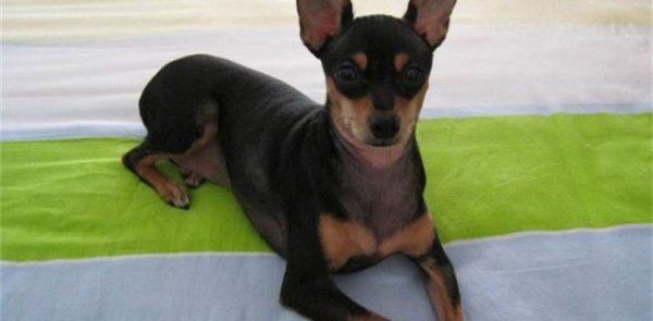 怎么看小鹿犬健不健康