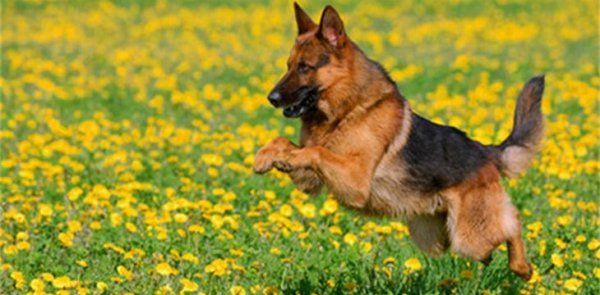 怎么看德國(guó)牧羊犬健不健康