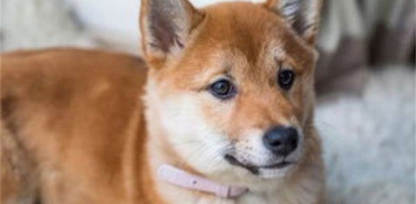 怎么看柴犬健不健康