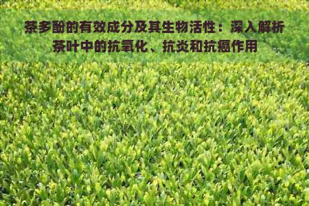 茶多酚的有效成分及其生物活性：深入解析茶叶中的抗氧化、抗炎和抗癌作用