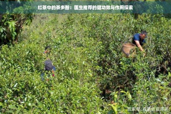 紅茶中的茶多酚：醫(yī)生推薦的健功效與作用探索