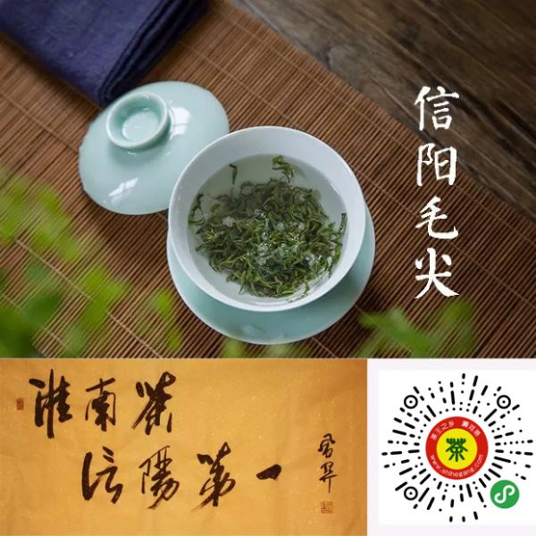信陽(yáng)毛尖