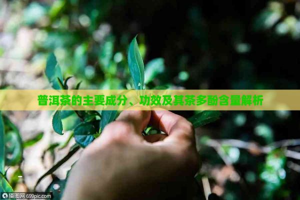 普洱茶的主要成分、功效及其茶多酚含量解析