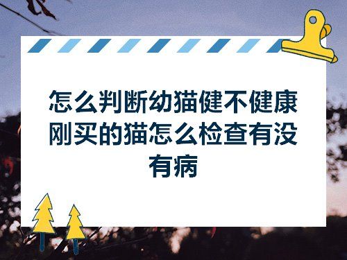 怎么判断幼猫健不健康刚买的猫怎么检查有没有病