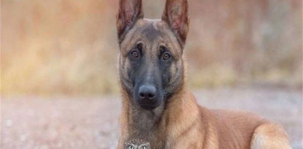 怎么看馬犬健不健康
