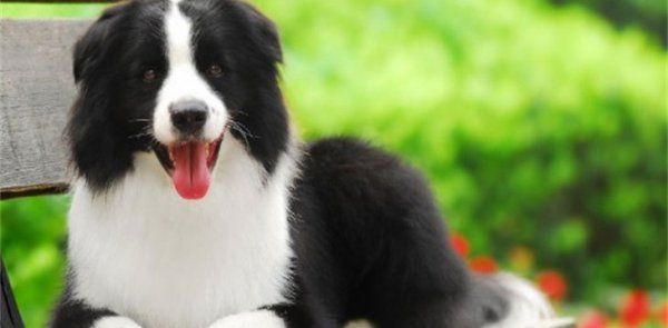 怎么看邊境牧羊犬健不健康