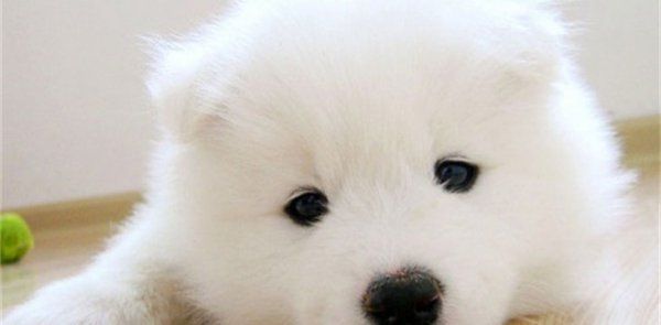 怎么看萨摩耶犬健不健康