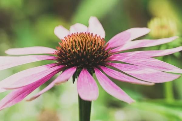 泰康岁月有约怎么样