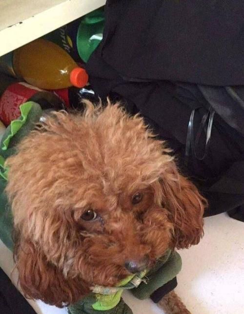 泰迪犬的合理體重究竟是多少（探討泰迪犬體重與健康的關(guān)系）