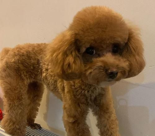 泰迪犬的合理體重究竟是多少（探討泰迪犬體重與健康的關(guān)系）