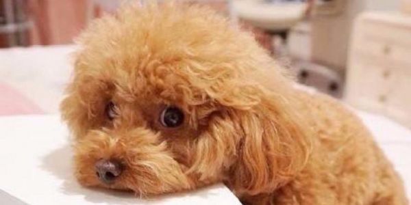 泰迪犬的合理體重究竟是多少（探討泰迪犬體重與健康的關(guān)系）