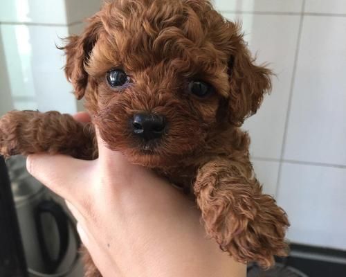 如何判断泰迪犬的健康状况（宠物泰迪犬健康指标和识别方法）