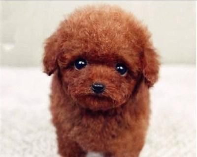 泰迪幼犬的体重变化与健康管理（10天幼犬的体重是多少斤）