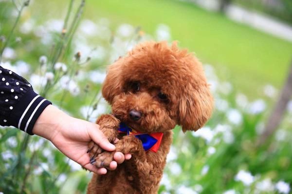 如何挑选泰迪犬