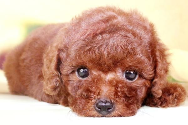 如何挑选一只健康泰迪犬