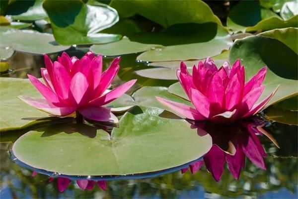泰康惠健康重大疾病保險(xiǎn)怎么樣