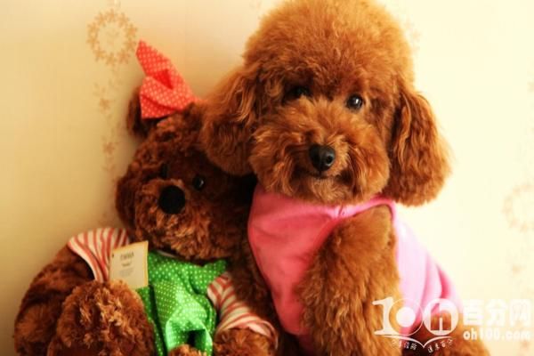 如何判断泰迪犬抑郁了