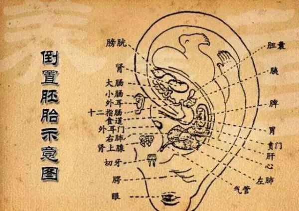 耳朵與五臟的關(guān)系