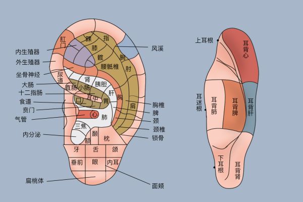 耳朵上肛門、外生殖器、尿道對應圖