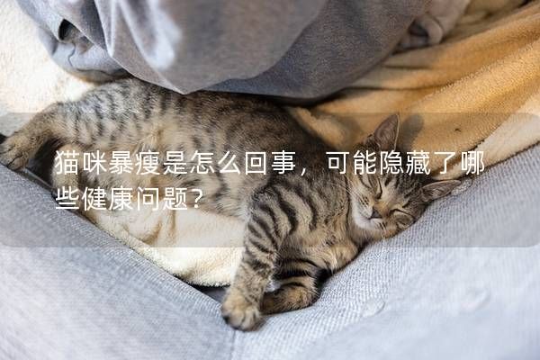 猫咪暴瘦是怎么回事，可能隐藏了哪些健康问题？