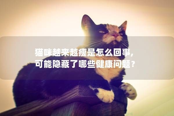 猫咪越来越瘦是怎么回事, 可能隐藏了哪些健康问题？