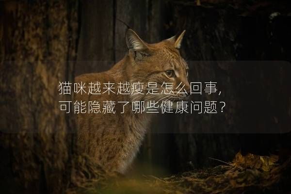 猫咪越来越瘦是怎么回事, 可能隐藏了哪些健康问题？