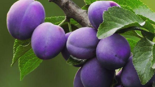 胡杏兒減肥餐不妨來試試這樣吃讓你瘦下來塑完美體型