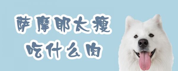 薩摩耶太瘦吃什么肉