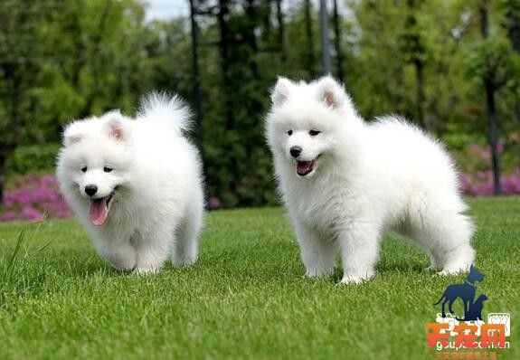 引起萨摩耶犬腹泻的5个主要原因
