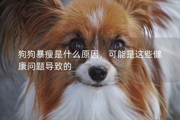 狗狗暴瘦是什么原因，可能是這些健康問題導致的
