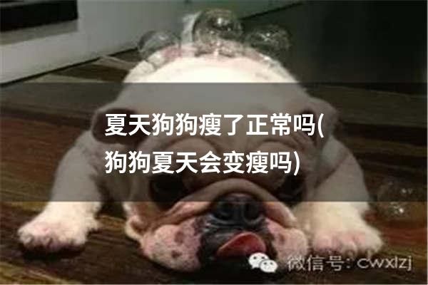 夏天狗狗瘦了正常嗎(狗狗夏天會變瘦嗎)