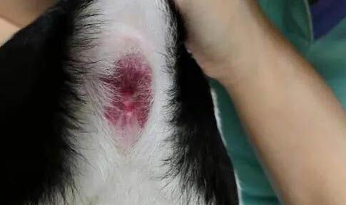 狗消瘦嘔吐的原因及處理方法
