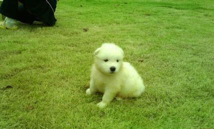 萨摩耶犬太瘦了怎样办？