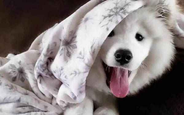 萨摩耶犬太瘦了怎样办？