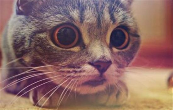 ​猫不爱吃东西越来越瘦怎么办