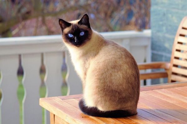 猫咪容易生病怎么办？预防猫咪生病的10个方法