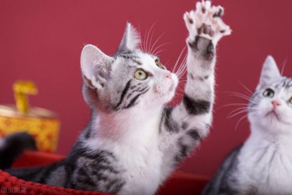 美短猫太瘦了怎么喂胖一点?给猫咪补充营养的办法
