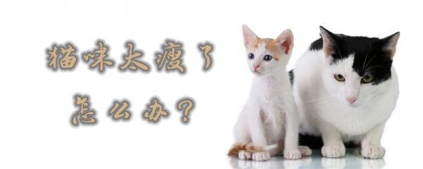 貓咪太瘦了怎么辦